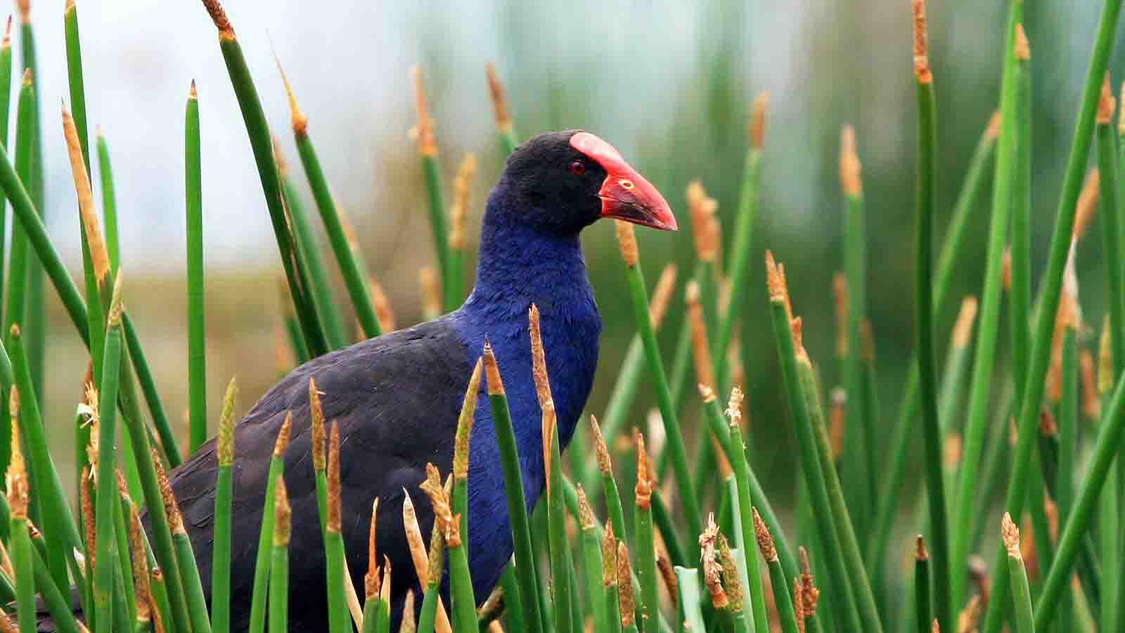 Quels animaux voir en Nouvelle-Zélande ?